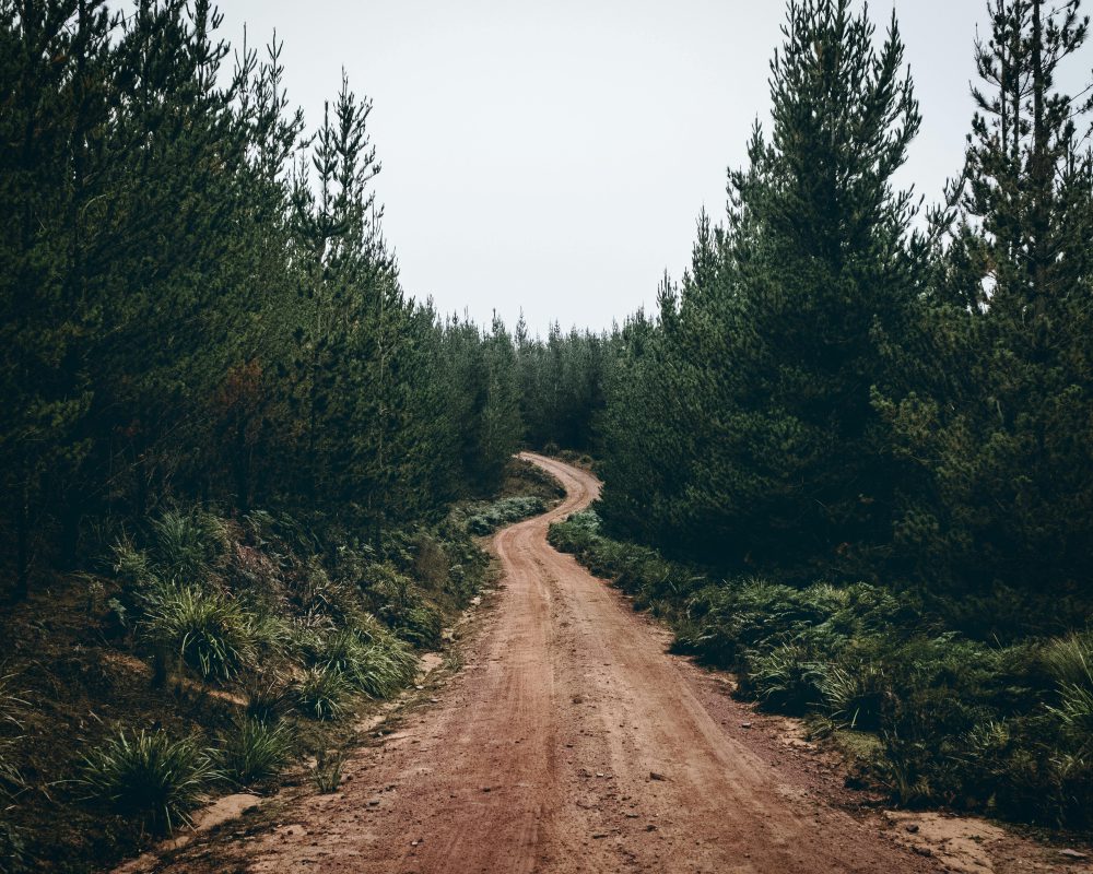 Mot en grönare framtid med naturens hjälp - Bild.