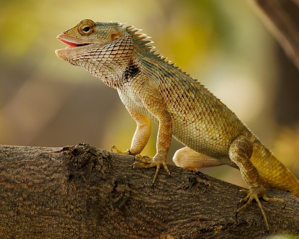 Förtrollande trädgårdsstilar från hela världen - Bild.